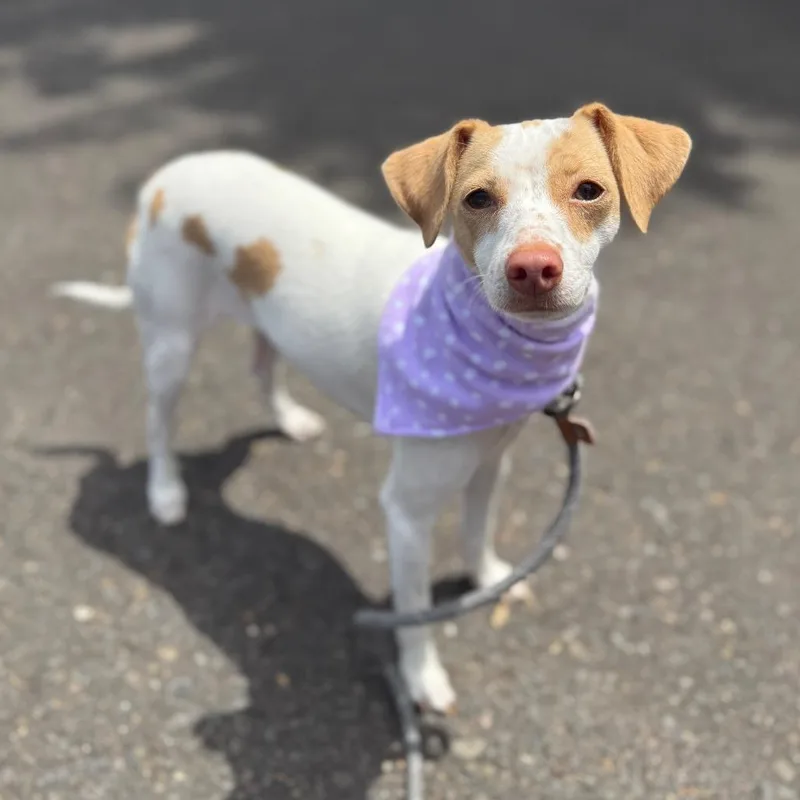 Daisy