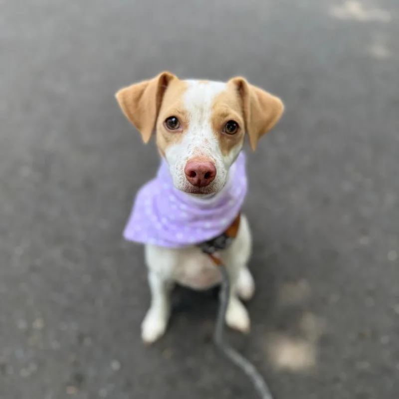 Daisy thumbnail 5