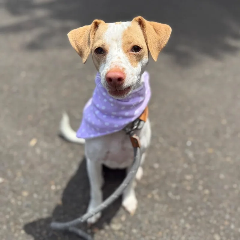 Daisy thumbnail 6