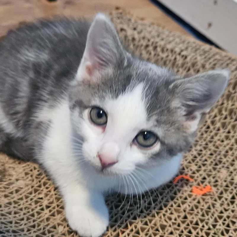 A baby medium-sized male White Domestic Short Hair cat named Jamie for adoption in East Amherst, NY