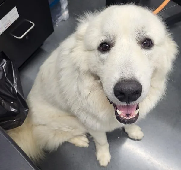 An adult medium-sized female Great Pyrenees dog named Ic Marshmellow for adoption in Lawrenceville, GA