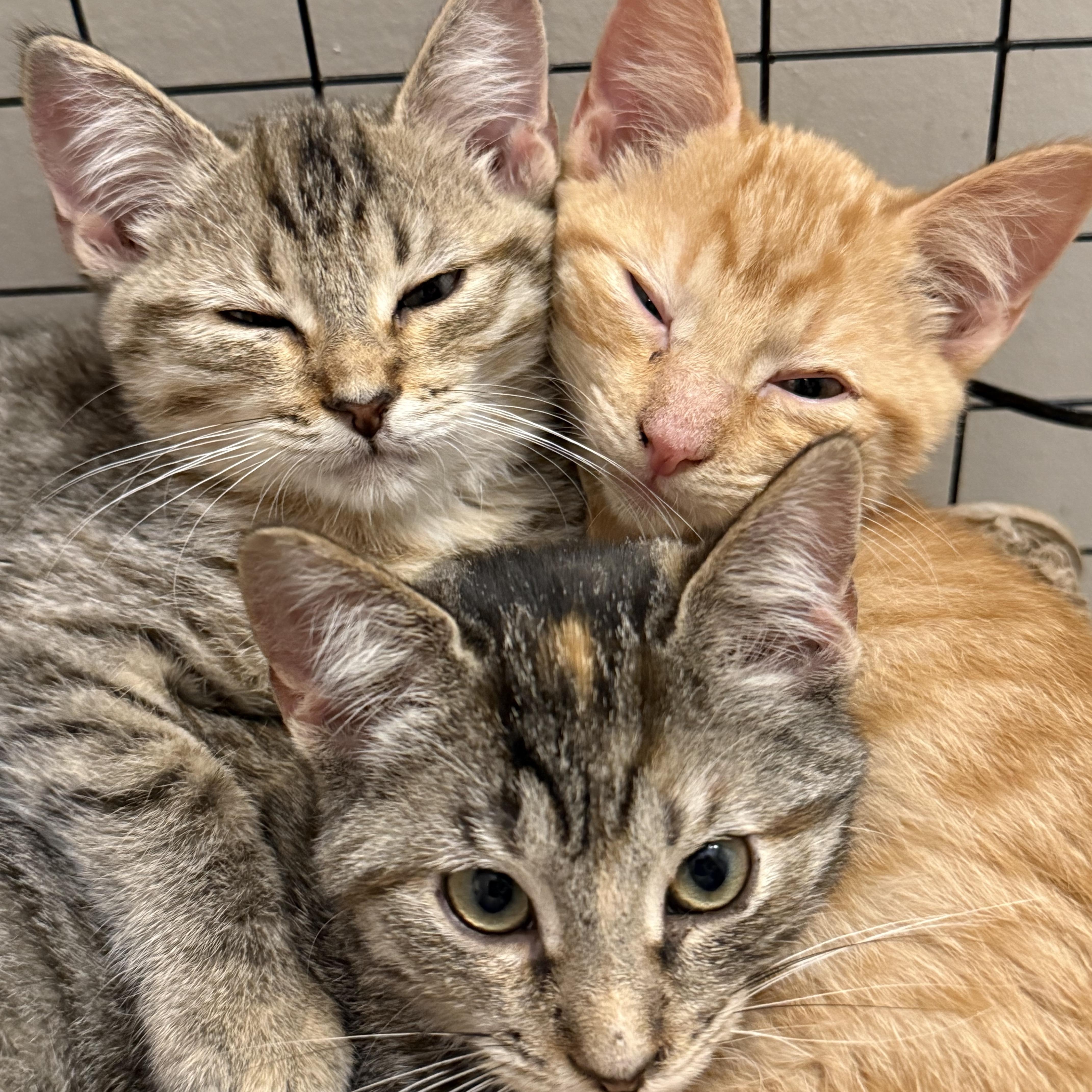 A baby medium-sized female Domestic Short Hair cat named Briana Adilene for adoption in Intercession city , FL