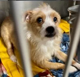 A young medium-sized male Terrier dog named Mark for adoption in West Bloomfield, MI