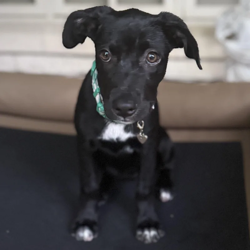 A baby small-sized female Black Labrador Retriever dog named Tootie for adoption in Austin, TX
