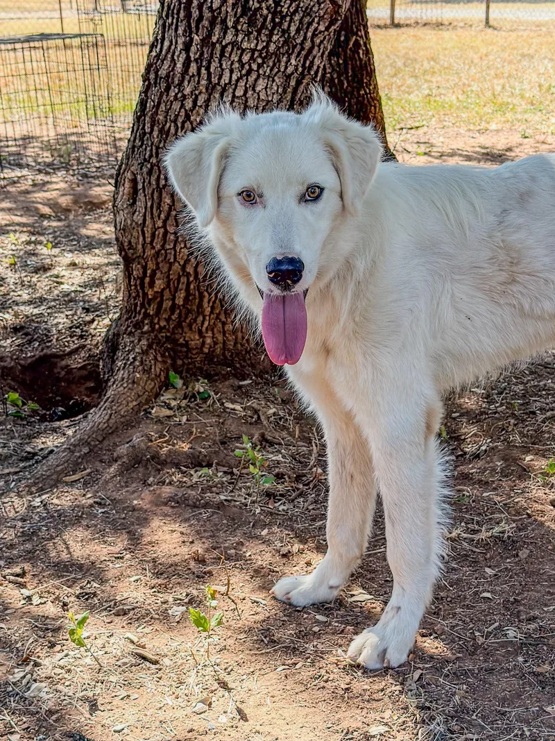 A young large-sized male White / Cream Great Pyrenees dog named Tailgate for adoption in Marble Falls, TX