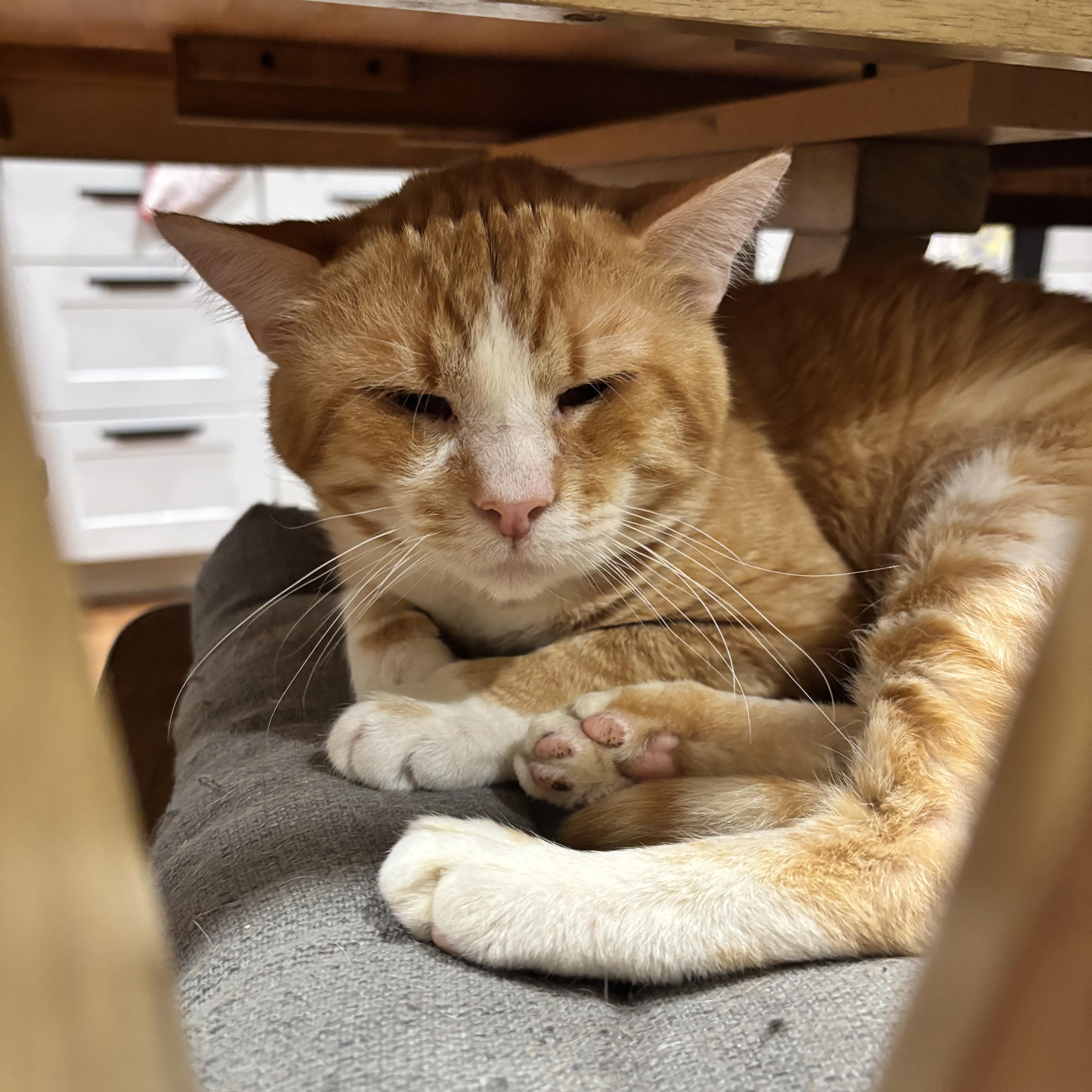 An adult medium-sized male Tabby (Orange / Red) Domestic Short Hair cat named Golden Nugget for adoption in Bentonville, AR