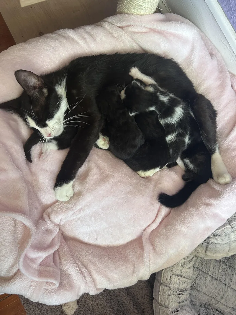 A young medium-sized female Black & White / Tuxedo Domestic Short Hair cat named Birdy for adoption in Fort Worth, TX