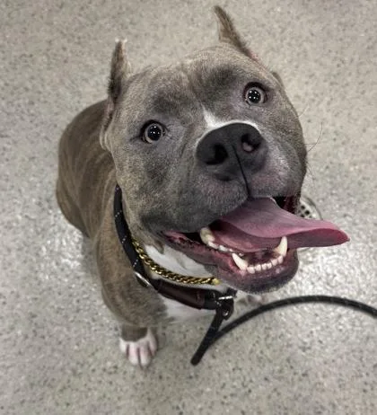 A young medium-sized male Pit Bull Terrier dog named Diesel J. Brown for adoption in Fishers, IN