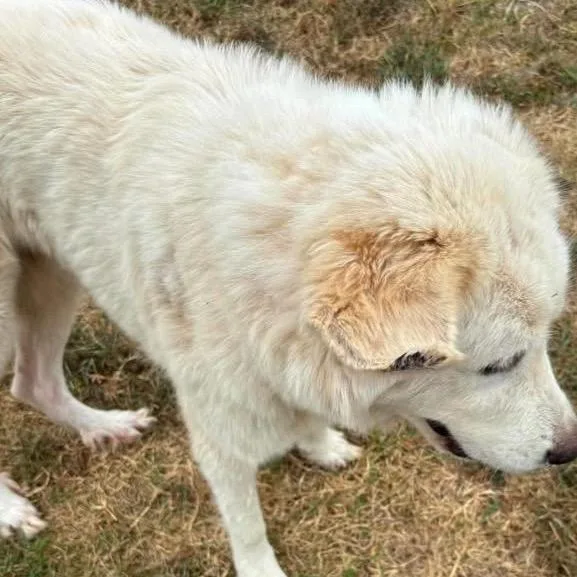 An adult large-sized female White / Cream Great Pyrenees dog named TikTok for adoption in Buffalo, MN