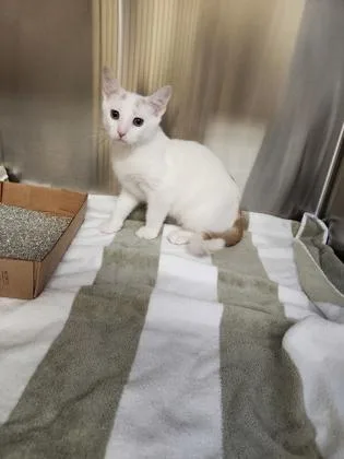 A baby small-sized male Domestic Short Hair cat named Jamie Tartt for adoption in Independence, MO