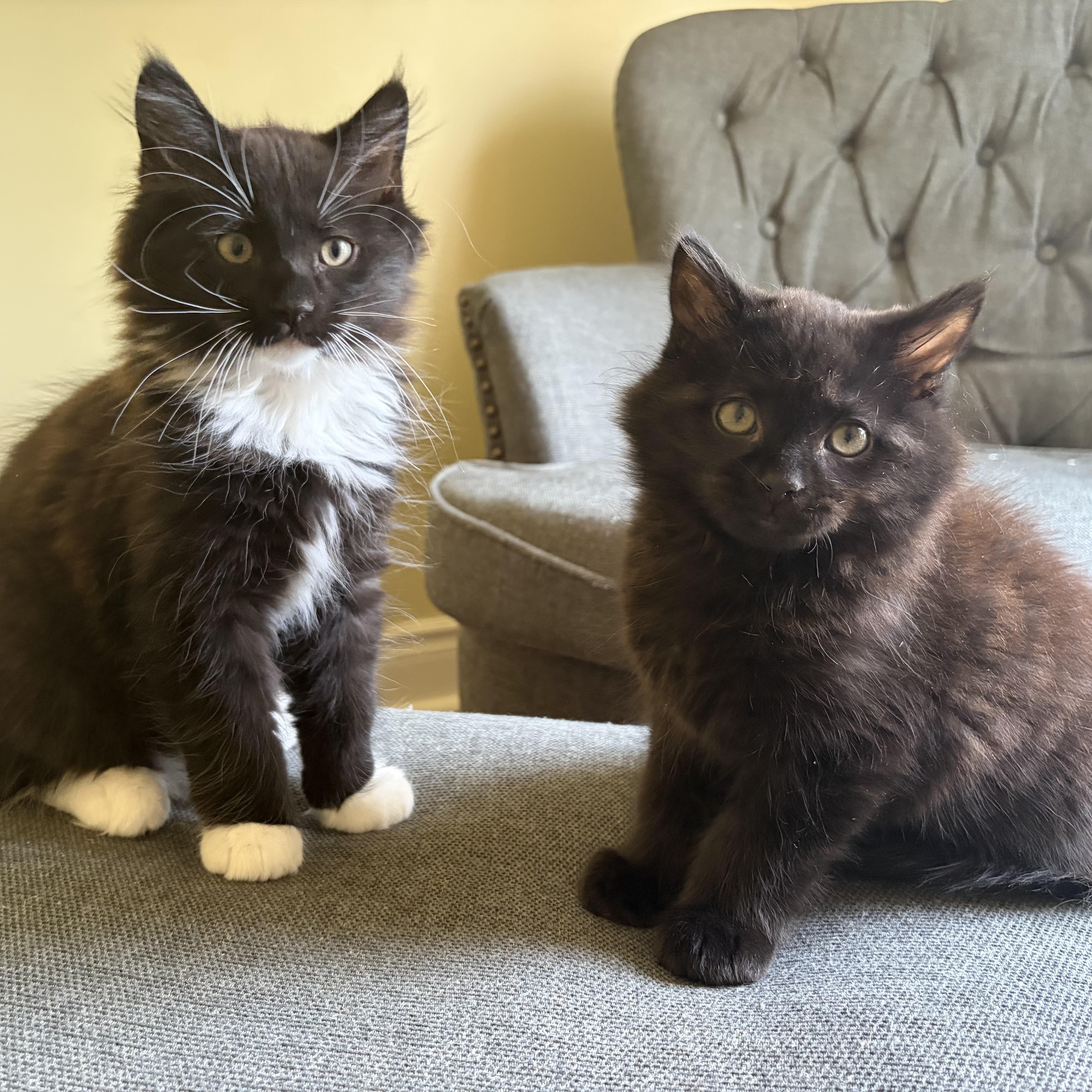 A baby medium-sized male Black & White / Tuxedo Domestic Medium Hair cat named Bo & Pete for adoption in West Mifflin, PA
