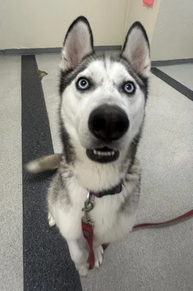 An adult large-sized male Siberian Husky dog named Hugo for adoption in Roseville, CA