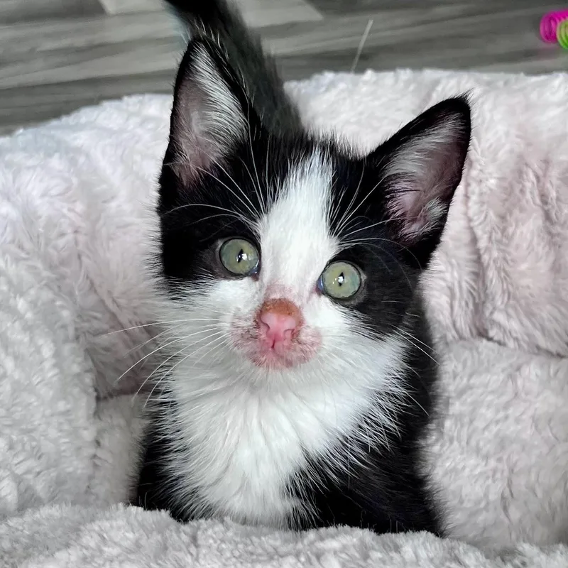 A baby medium-sized male Black & White / Tuxedo Domestic Short Hair cat named Gatsby for adoption in Charlotte, NC