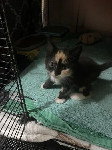 A baby small-sized female Calico Domestic Short Hair cat named Kit Kat for adoption in Liverpool, TX
