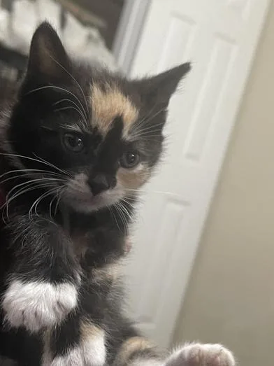 Kit Kat thumbnail 5