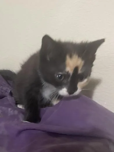 Kit Kat thumbnail 6