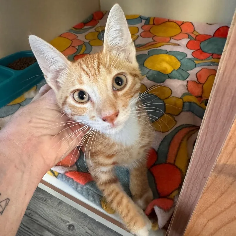 A baby small-sized male Orange / Red Domestic Short Hair cat named Orlando for adoption in Lake Jackson, TX