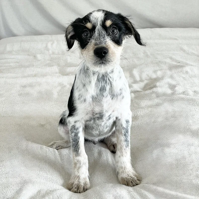 Fabulous Feller thumbnail 2