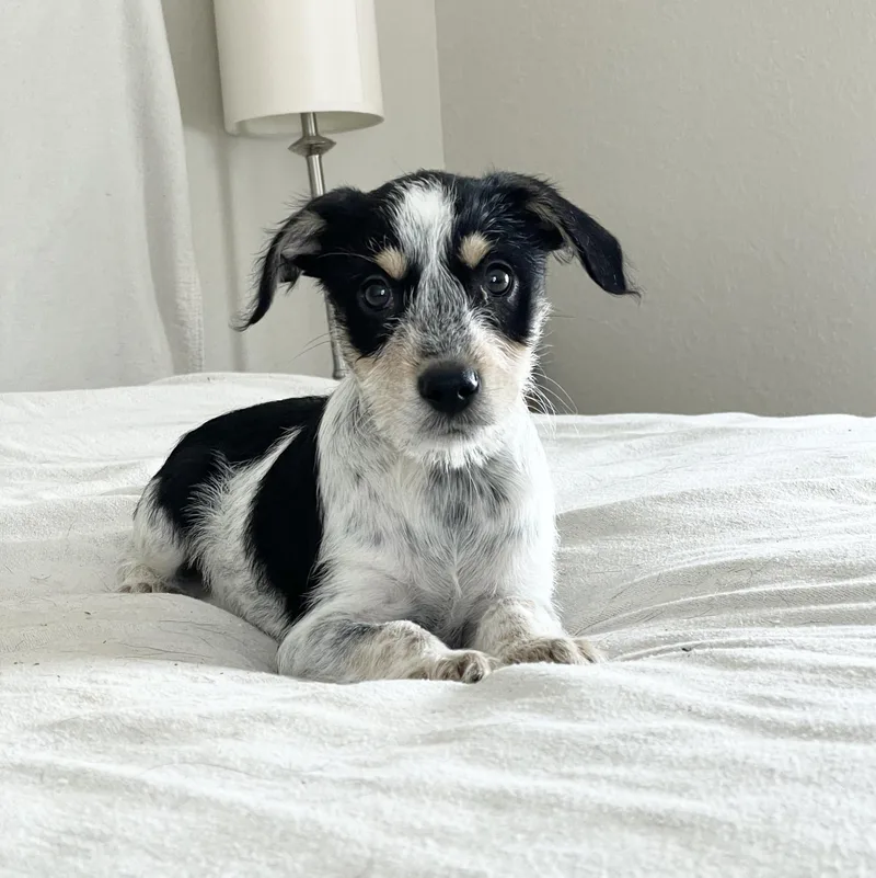 Fabulous Feller thumbnail 3