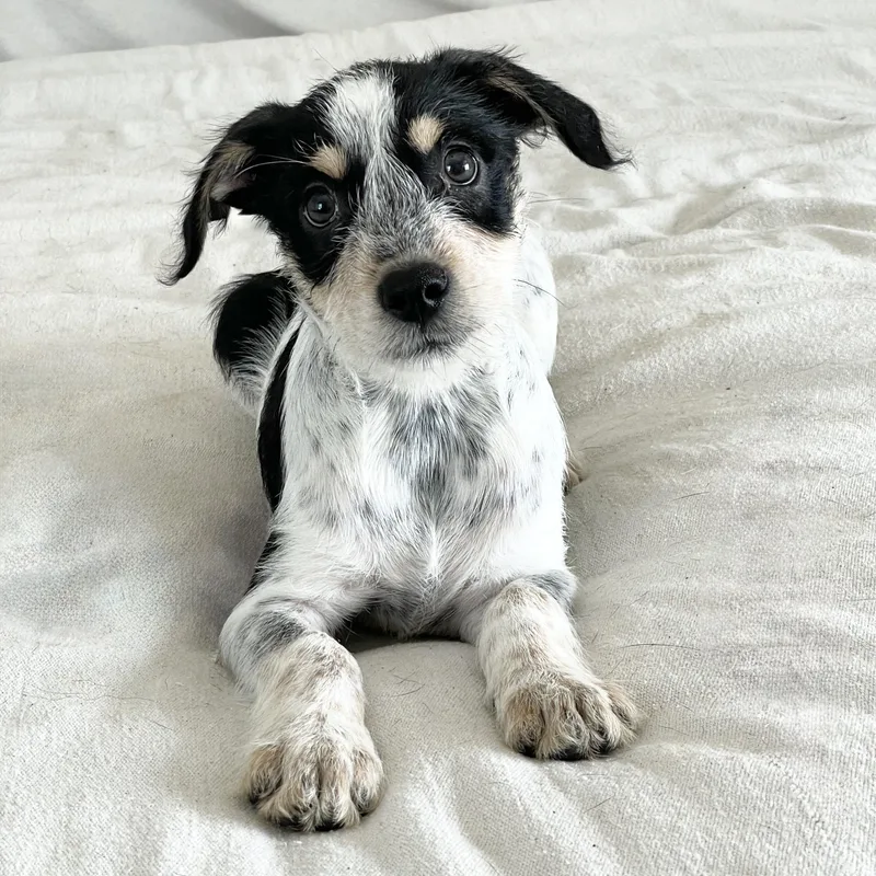 Fabulous Feller thumbnail 4