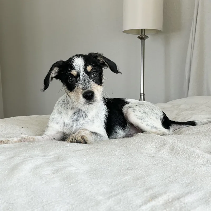 A baby medium-sized male Tricolor (Brown, Black, & White) Australian Cattle Dog / Blue Heeler dog named Fabulous Feller for adoption in Burlington, NC