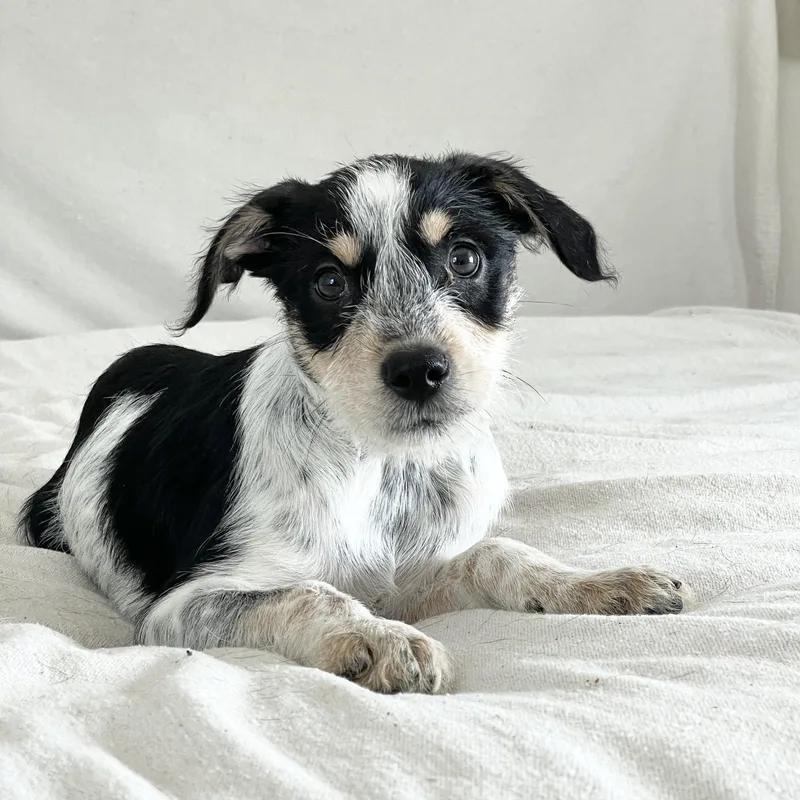 Fabulous Feller thumbnail 5