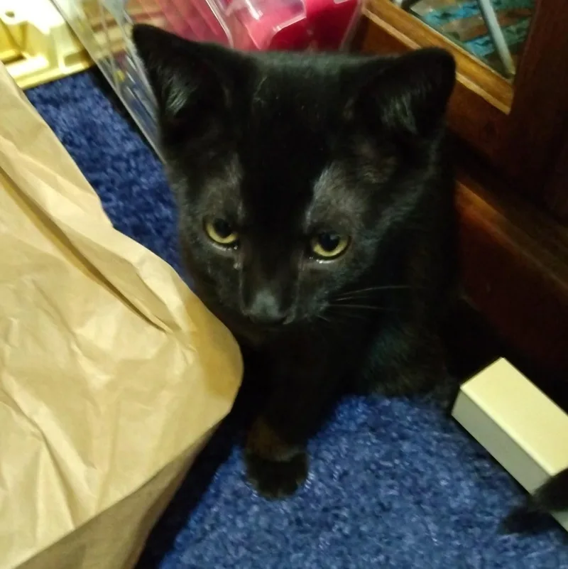 A baby medium-sized male Black Domestic Short Hair cat named Ash for adoption in Beltsville, MD