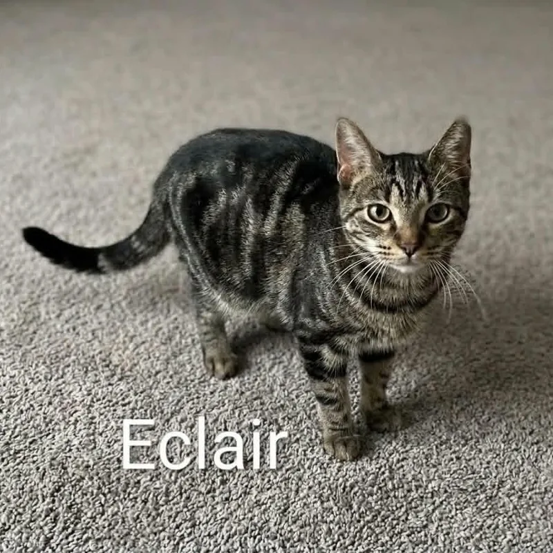 Eclair