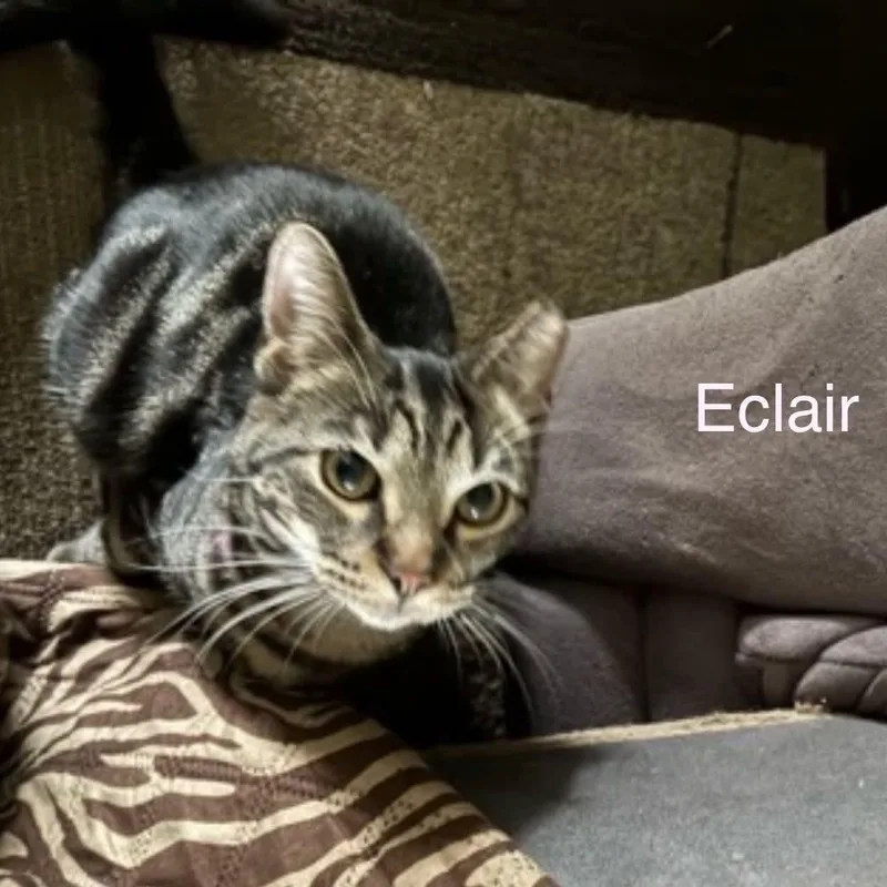 Eclair thumbnail 3