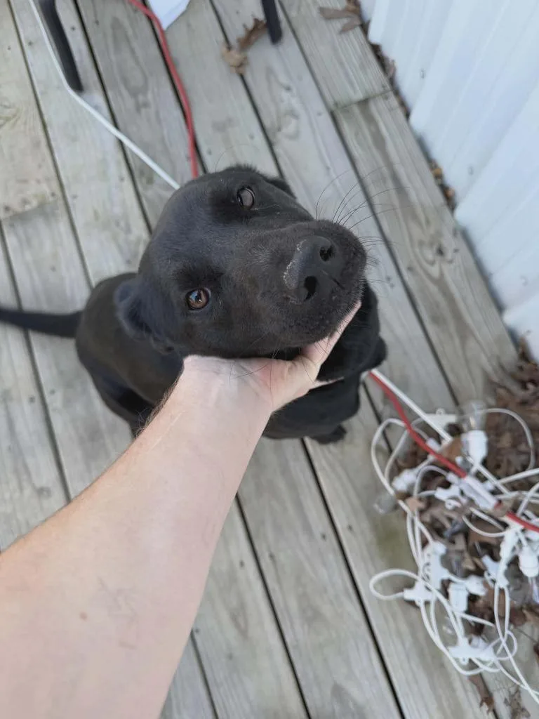 A young medium-sized female Labrador Retriever dog named Queen for adoption in Republic, MO