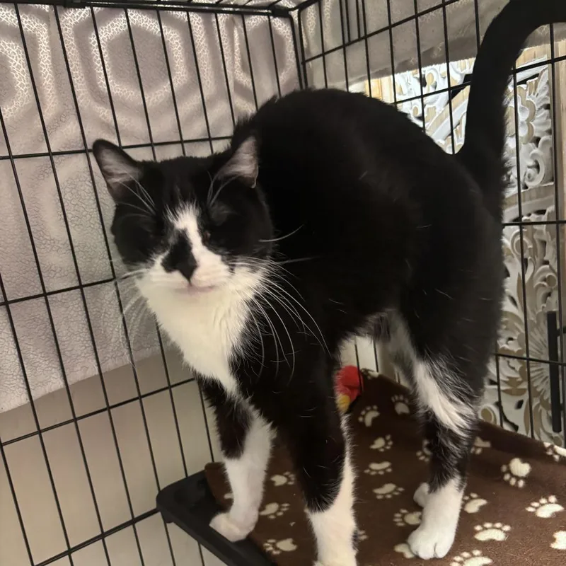 A senior large-sized male Black Domestic Short Hair cat named Buddy for adoption in Tempe, AZ