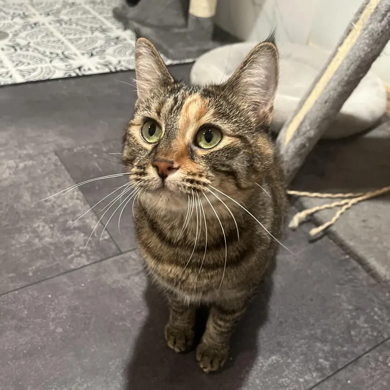 Soup Dumpling thumbnail 3