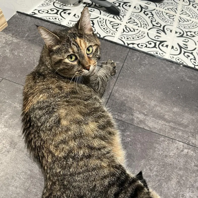 Soup Dumpling thumbnail 4