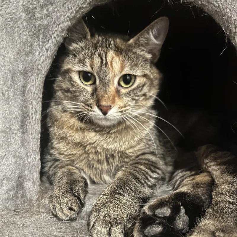 Soup Dumpling thumbnail 5