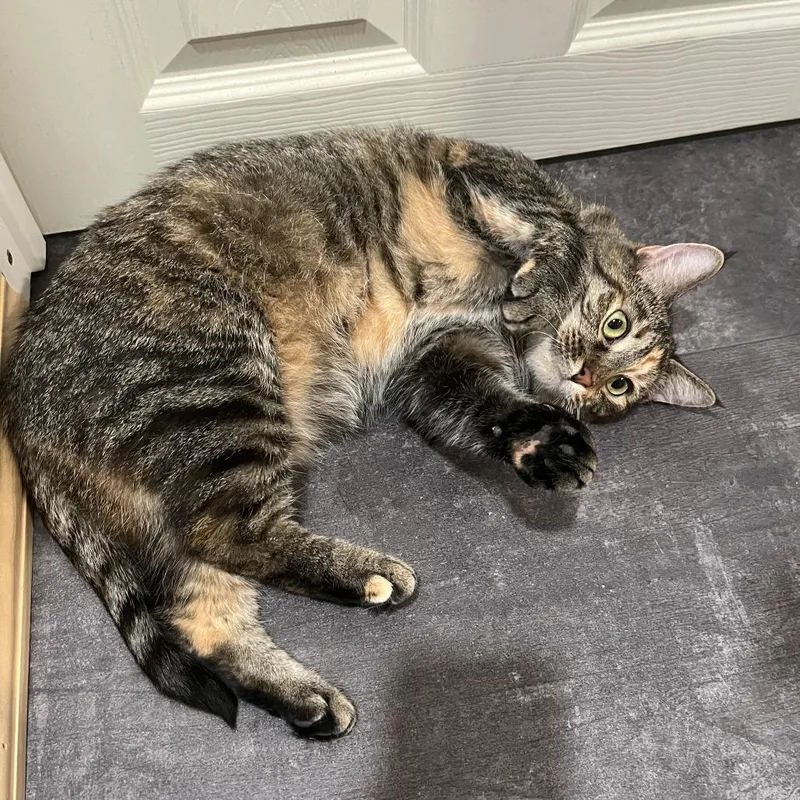 Soup Dumpling thumbnail 6