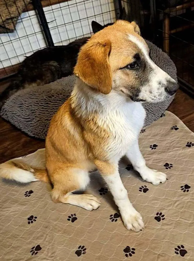 A baby medium-sized male White / Cream Anatolian Shepherd dog named La Jara for adoption in Colorado Springs, CO