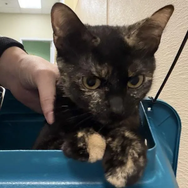 A young small-sized female Domestic Short Hair cat named Andi for adoption in Des Moines, IA