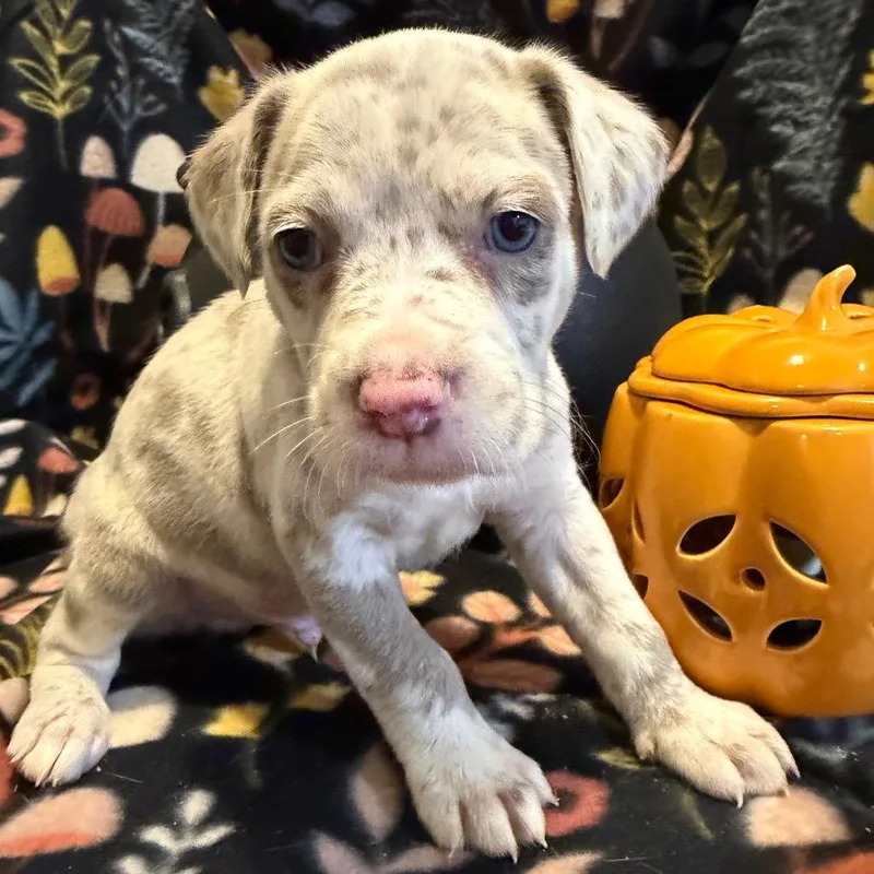A baby medium-sized male Gray / Blue / Silver Mixed Breed dog named Armand for adoption in Fredericksburg, VA