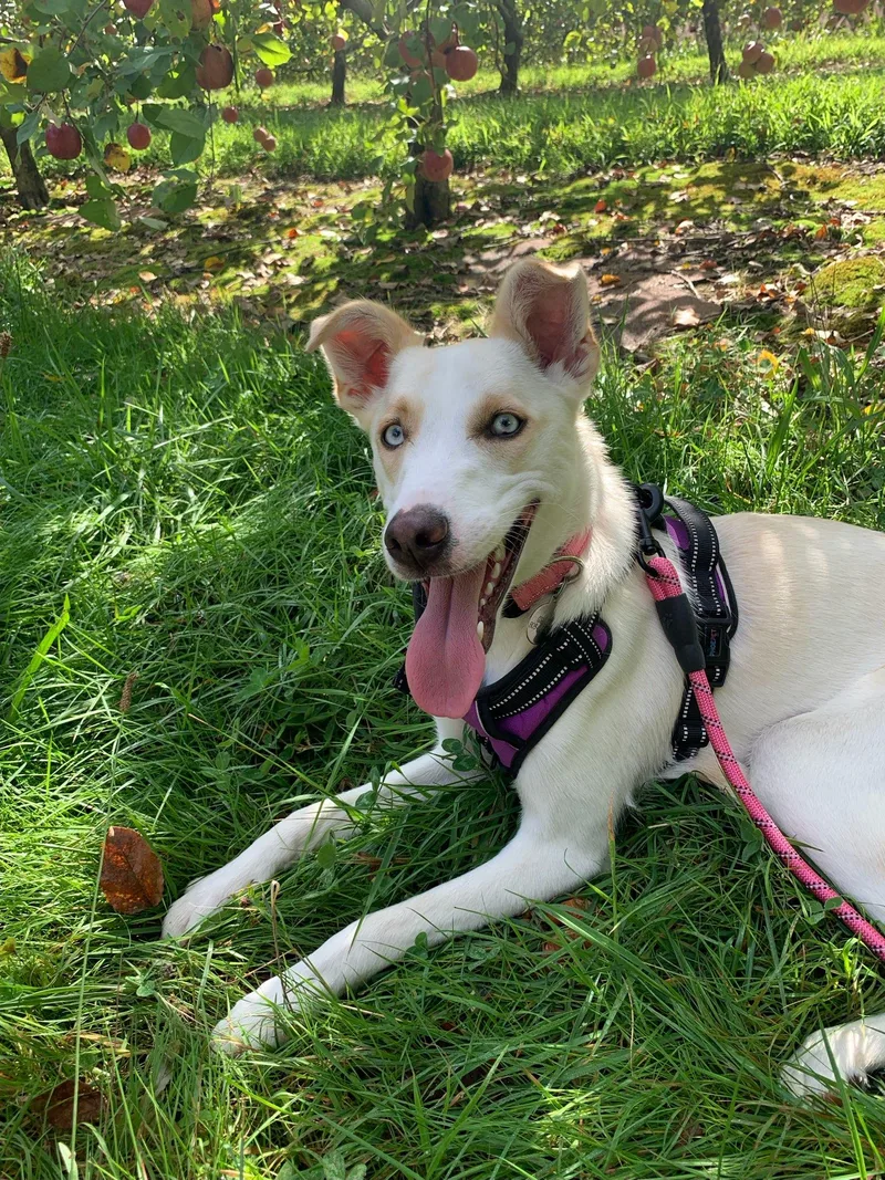 A young medium-sized female Husky dog named Stella for adoption in Greenville, SC