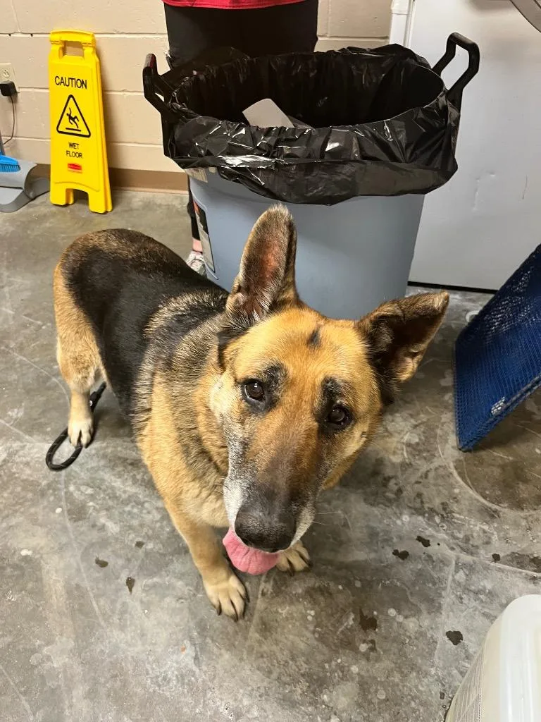 A senior large-sized female German Shepherd Dog dog named Lala for adoption in Wintersville, OH
