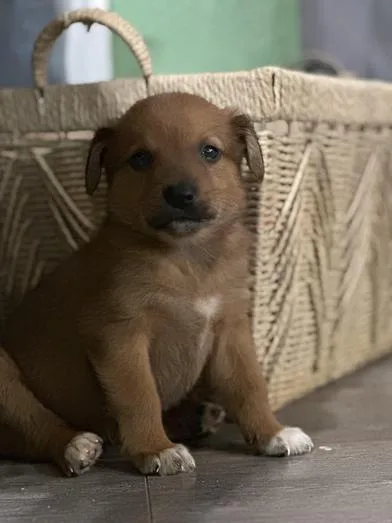 A baby medium-sized female Brown / Chocolate Australian Cattle Dog / Blue Heeler dog named Espresso for adoption in Liverpool, TX