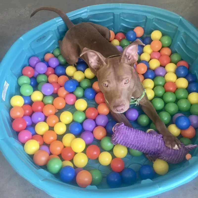 A young medium-sized male Brown / Chocolate Mixed Breed dog named Teoro for adoption in Pittsburgh, PA