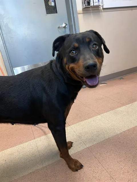 A young large-sized female Rottweiler dog named Sunflower for adoption in San Jose, CA
