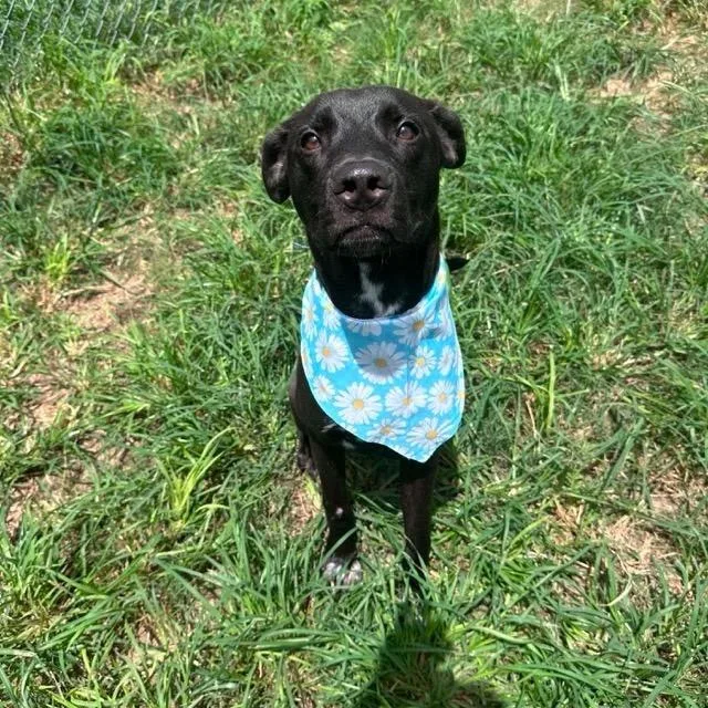 A young medium-sized male Black Labrador Retriever dog named Reggie for adoption in Tacoma, WA