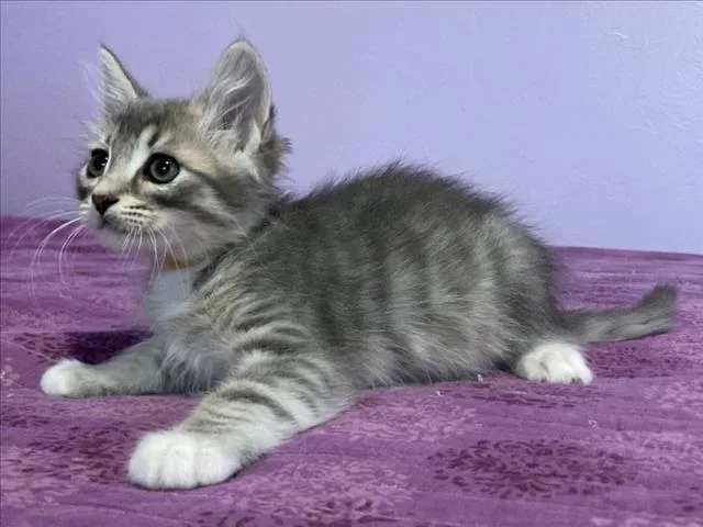 A baby small-sized male Gray / Blue / Silver Domestic Short Hair cat named Yellow Bee for adoption in Woodland, CA