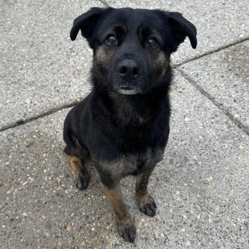 An adult medium-sized male Black Mixed Breed dog named Shawnee for adoption in Charleston, WV