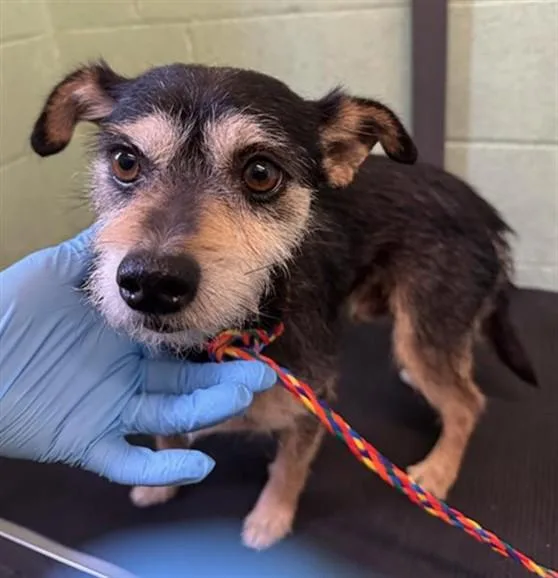 An adult small-sized male Terrier dog named Roberto for adoption in Sacramento, CA