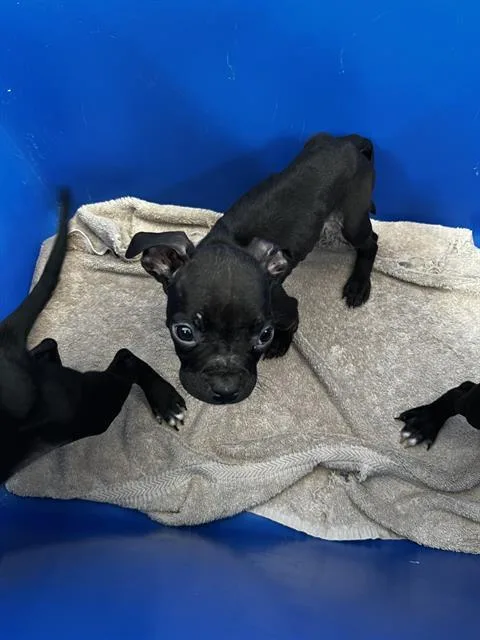 A baby medium-sized female Mixed Breed dog named Smudge for adoption in Dallas, TX