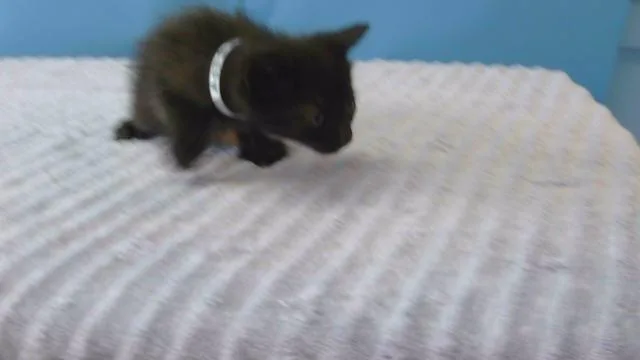 A baby small-sized male Domestic Short Hair cat named Pepper for adoption in Agoura, CA