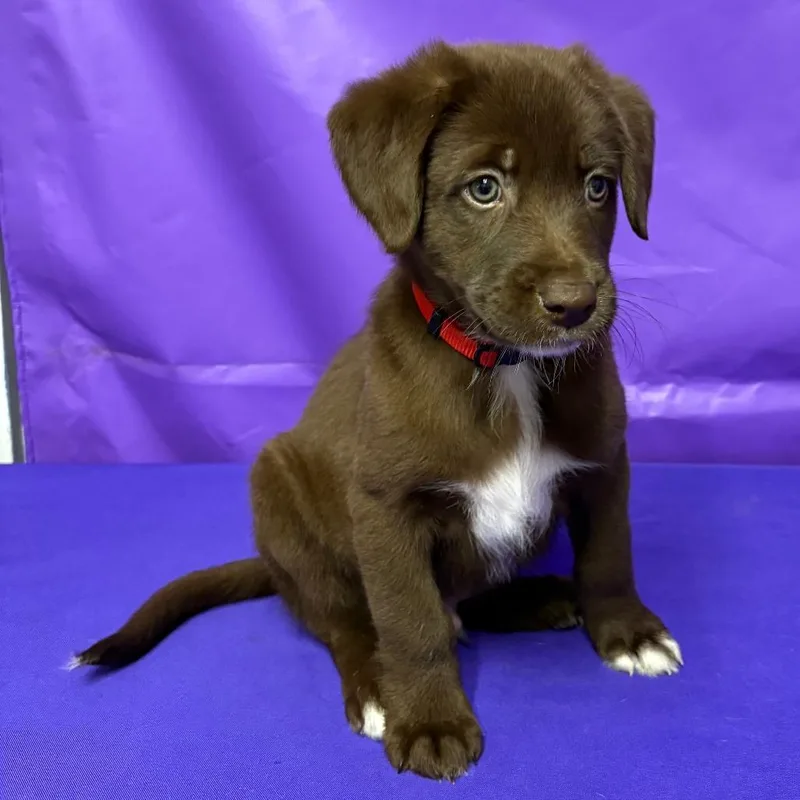A baby large-sized male Brown / Chocolate Yellow Labrador Retriever dog named Renaldo for adoption in North Myrtle Beach, SC